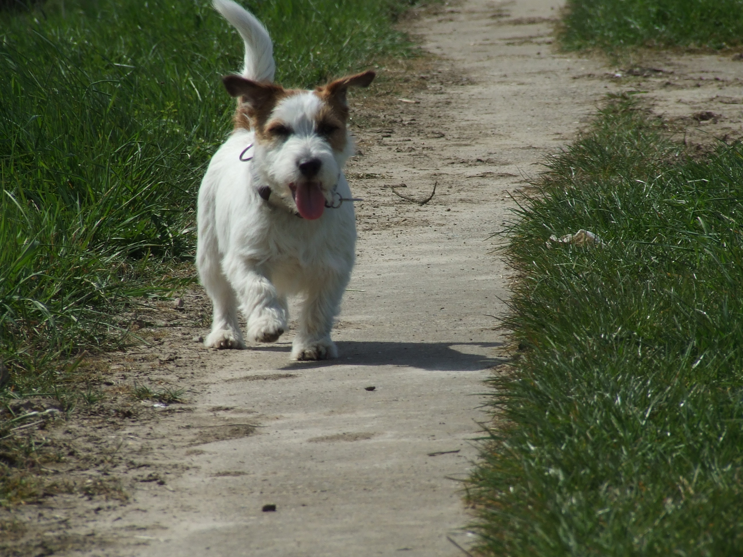Bei Krankheit, Arztbesuchen oder wenn sich Ihre Arbeitszeiten geändert haben - ich gehe mit Ihrem Hund spazieren!


